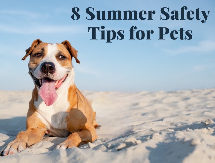 8-summer-safety-tips-for-pets-village-veterinary-practice